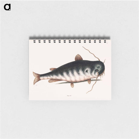 アートメモ帳-Cat Fish
 - マーク ケイツビー Memo.