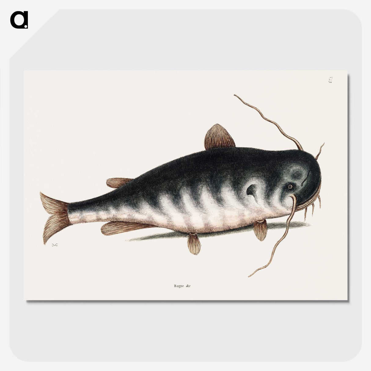 2-61_Mark-Catesby_picture-crop