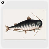 2-61_Mark-Catesby_picture-crop