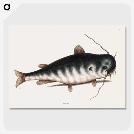 2-61_Mark-Catesby_picture-crop