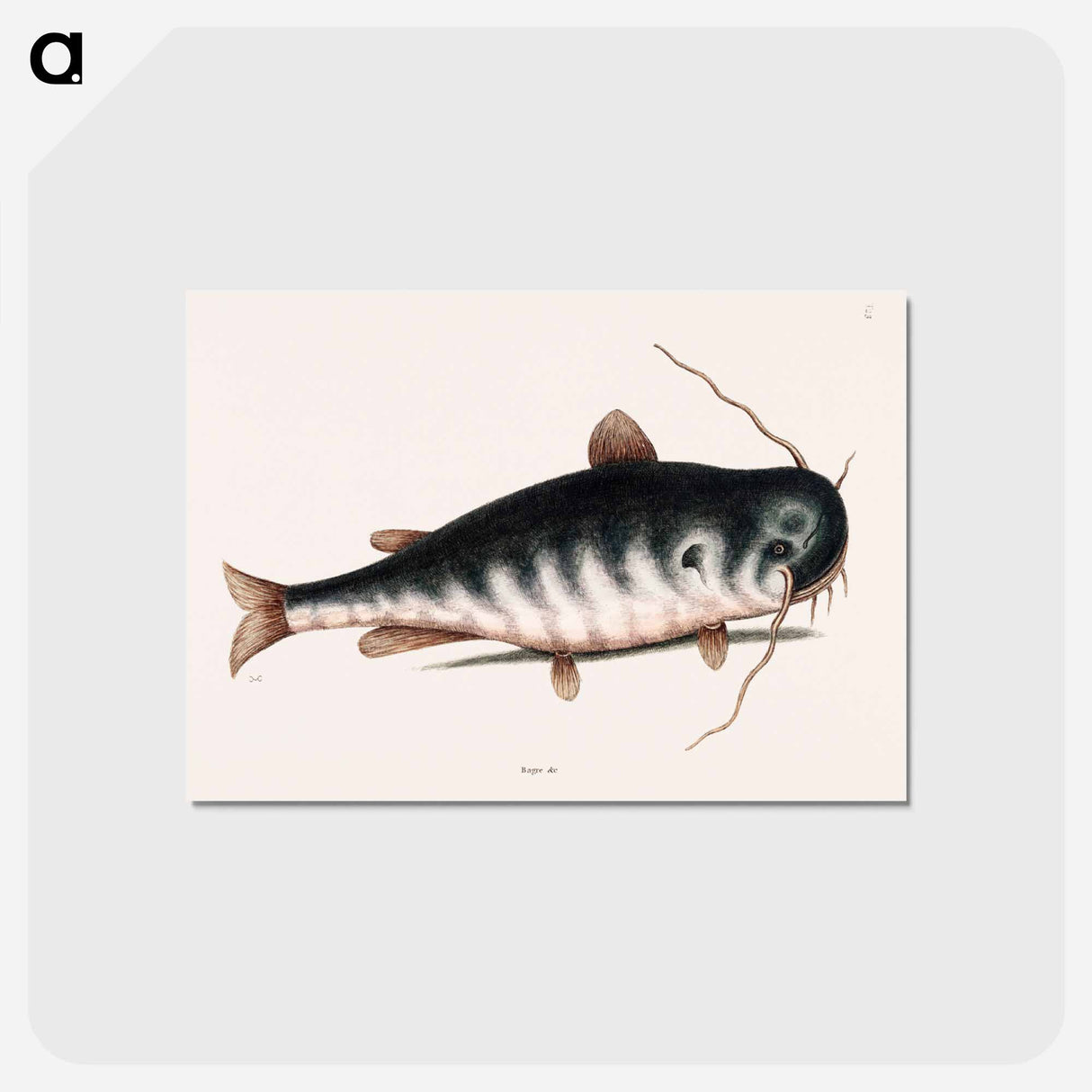 アートポストカード-Cat Fish
 - マーク ケイツビー Postcard.