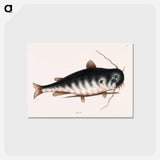 アートポストカード-Cat Fish
 - マーク ケイツビー Postcard.