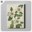 2-61_Mary-Vaux-Walcott_canvas