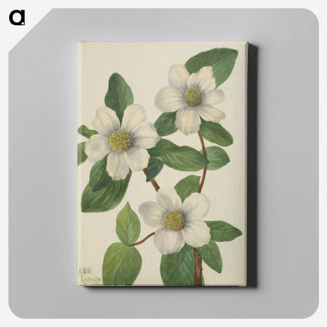 2-61_Mary-Vaux-Walcott_canvas