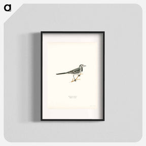 アートポスター-Pied Wagtail
 - スヴェンスカ フォグラル Poster.