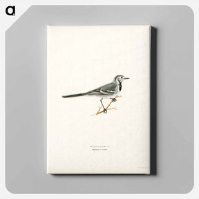 アートパネル-Pied Wagtail
 - スヴェンスカ フォグラル Canvas.