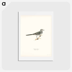 アートポストカード-Pied Wagtail
 - スヴェンスカ フォグラル Postcard.