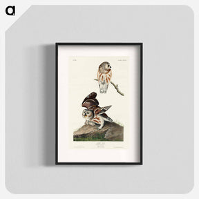 アートポスター-Little Owl from Birds of America
 - アメリカの鳥たち Poster.