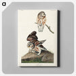 アートパネル-Little Owl from Birds of America
 - アメリカの鳥たち Canvas.