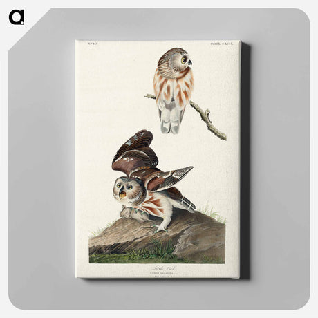 アートパネル-Little Owl from Birds of America
 - アメリカの鳥たち Canvas.