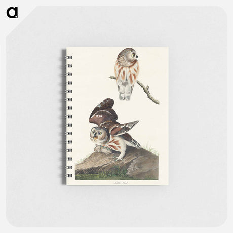 アートメモ帳-Little Owl from Birds of America
 - アメリカの鳥たち Memo.