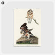 アートポストカード-Little Owl from Birds of America
 - アメリカの鳥たち Postcard.