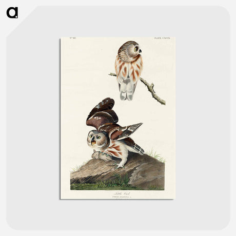アートポストカード-Little Owl from Birds of America
 - アメリカの鳥たち Postcard.