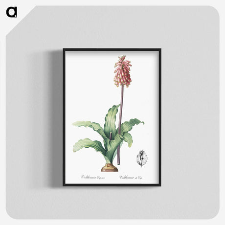 2-61_The-Lilies_blk-crop