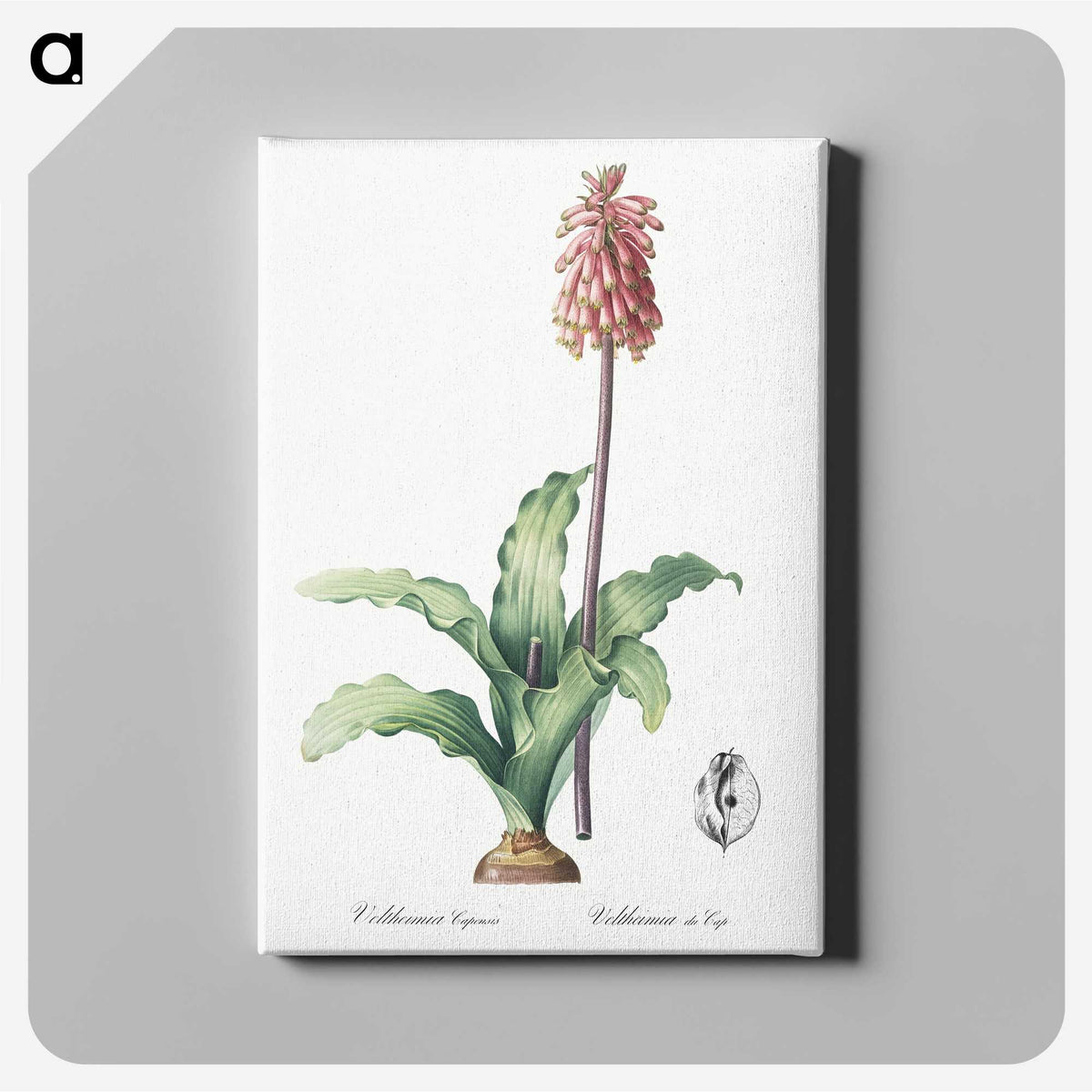 2-61_The-Lilies_canvas