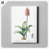 2-61_The-Lilies_canvas