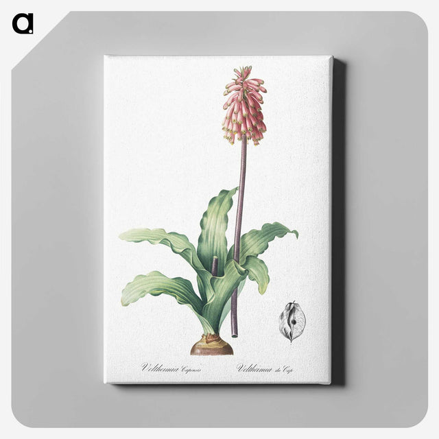 2-61_The-Lilies_canvas