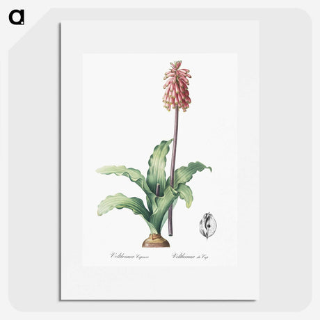 2-61_The-Lilies_picture