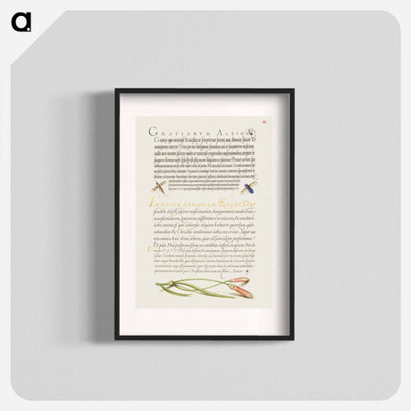 アートポスター-Insects and Carnation from Mira Calligraphiae Monumenta
 - 書道のお手本 Poster.