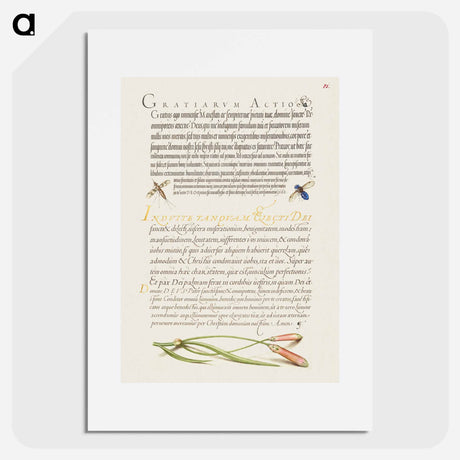 アートポスター-Insects and Carnation from Mira Calligraphiae Monumenta
 - 書道のお手本 Poster.