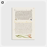 アートポストカード-Insects and Carnation from Mira Calligraphiae Monumenta
 - 書道のお手本 Postcard.