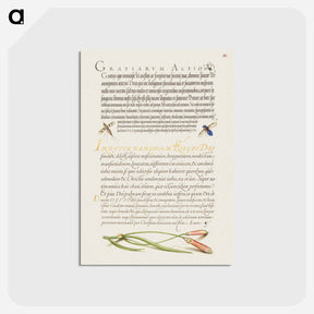 アートポストカード-Insects and Carnation from Mira Calligraphiae Monumenta
 - 書道のお手本 Postcard.