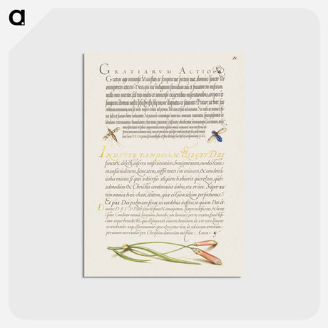 アートポストカード-Insects and Carnation from Mira Calligraphiae Monumenta
 - 書道のお手本 Postcard.