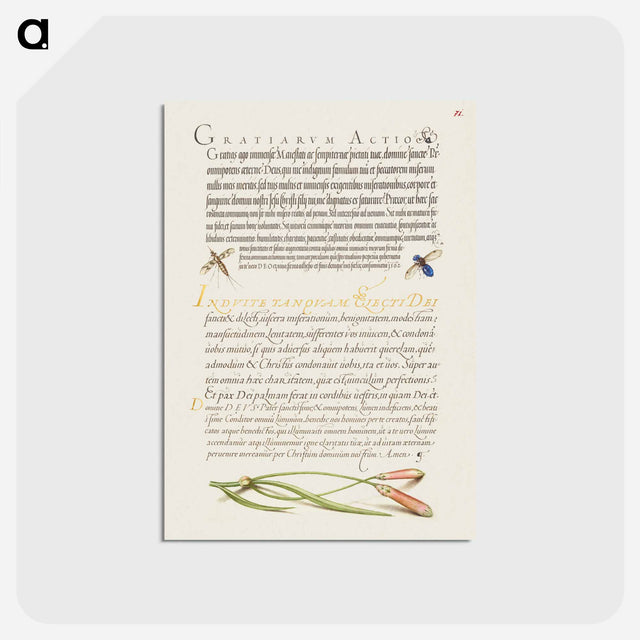 アートポストカード-Insects and Carnation from Mira Calligraphiae Monumenta
 - 書道のお手本 Postcard.