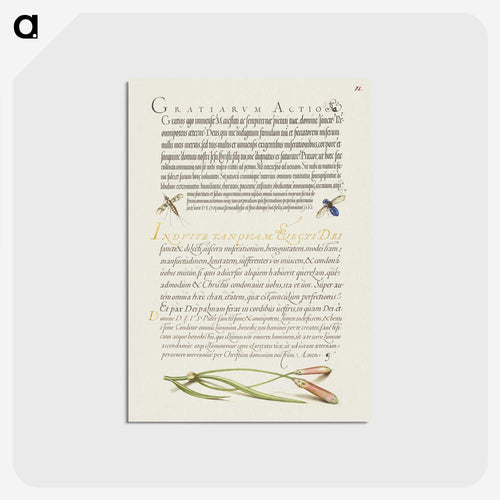 ミラのカリグラフィア記念碑からの昆虫とカーネーション - 書道のお手本 Postcard.