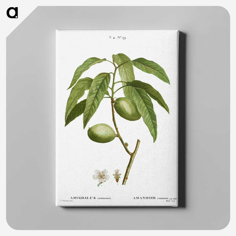 2-61_Treatise-on-Trees-and-Shrubs_canvas
