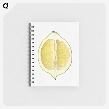 2-61_USDA-Watercolor-Fruit-Painting-Collection_memo