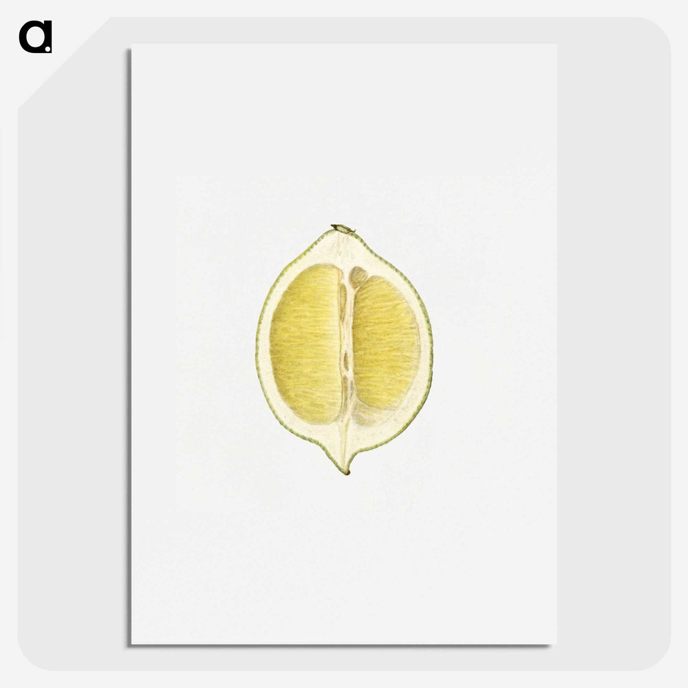 2-61_USDA-Watercolor-Fruit-Painting-Collection_picture