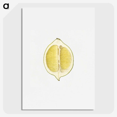 2-61_USDA-Watercolor-Fruit-Painting-Collection_picture