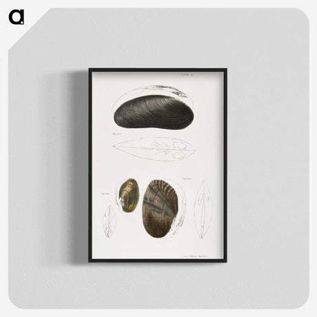 2-61_Zoology-of-New-York_blk-crop
