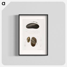 アートポスター-Alasmodon arcuata - ニューヨークの動物学 Poster.