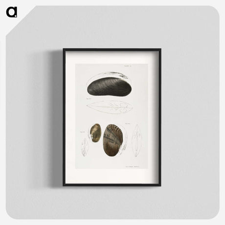2-61_Zoology-of-New-York_blk