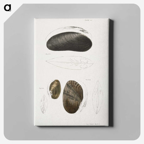 2-61_Zoology-of-New-York_canvas