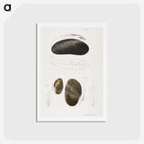 2-61_Zoology-of-New-York_hagaki
