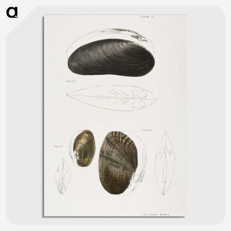 2-61_Zoology-of-New-York_picture-crop