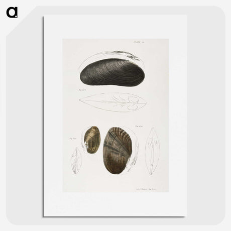 2-61_Zoology-of-New-York_picture