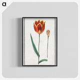 2-62_Anselmus-Boetius-de-Boodt_blk-crop