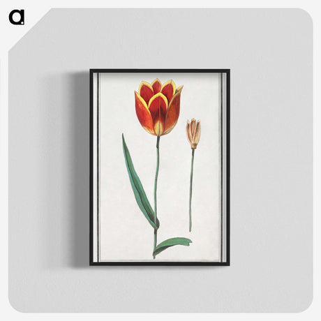 2-62_Anselmus-Boetius-de-Boodt_blk-crop