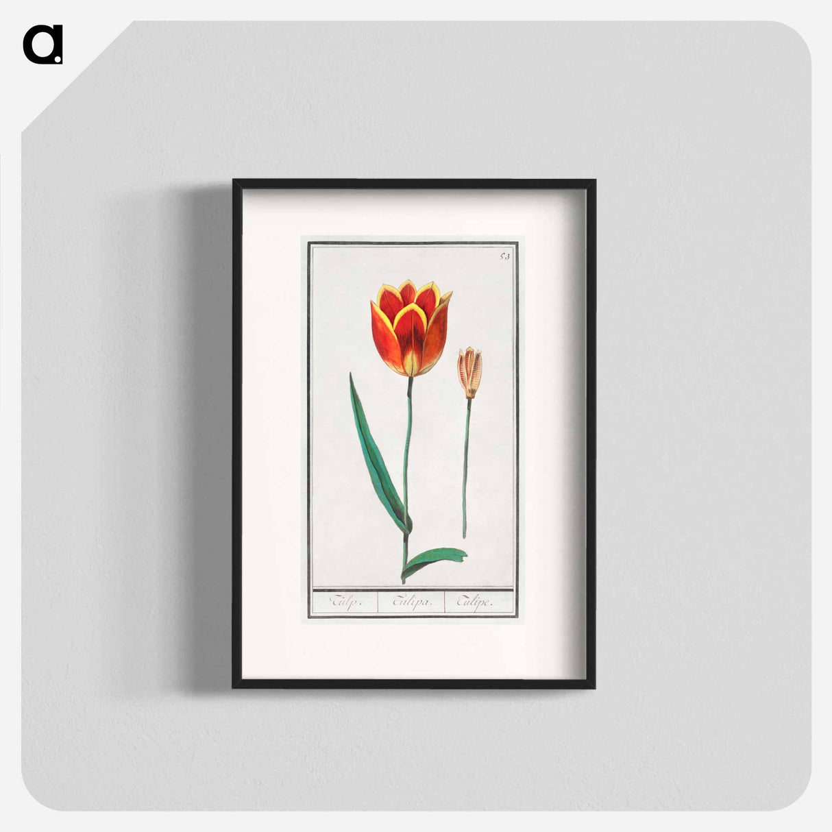 Tulip - アンセルムス ボエティウス デ ブート Poster.