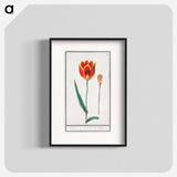 Tulip - アンセルムス ボエティウス デ ブート Poster.