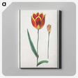 2-62_Anselmus-Boetius-de-Boodt_canvas