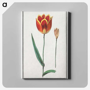 2-62_Anselmus-Boetius-de-Boodt_canvas