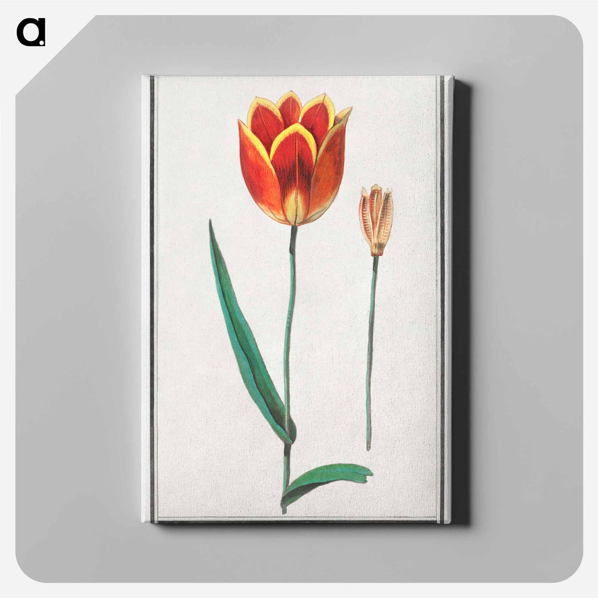 Tulip - アンセルムス ボエティウス デ ブート Canvas.