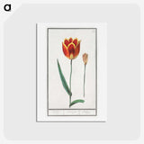 2-62_Anselmus-Boetius-de-Boodt_hagaki