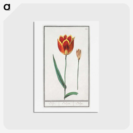2-62_Anselmus-Boetius-de-Boodt_hagaki