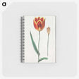 2-62_Anselmus-Boetius-de-Boodt_memo